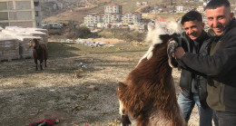 Enkazda kalan iki keçi 21 gün sonra kurtarıldı