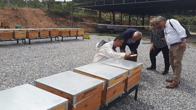 Manisa’da ana arılar teslime hazır – Ekonomi