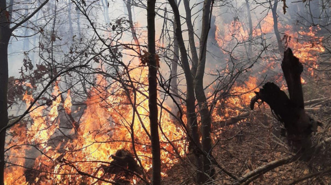 Manisa’da orman yangını – En Son Haber