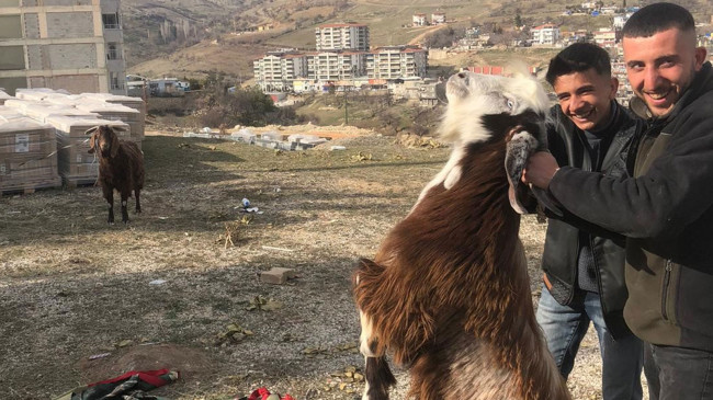 Enkazda kalan iki keçi 21 gün sonra kurtarıldı