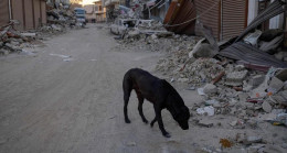Can dostlarımız köpekleri deprem konusunda eğitebilir miyiz?
