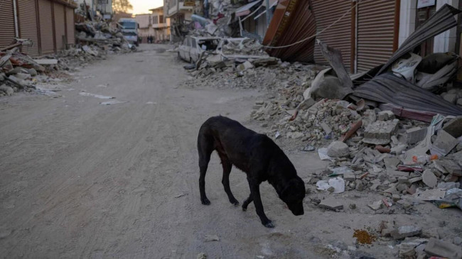 Can dostlarımız köpekleri deprem konusunda eğitebilir miyiz?