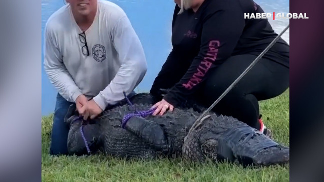 ABD’de bir kadın köpeğini gezdirirken timsah saldırısına uğradı! Timsah böyle yakalandı