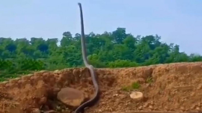 Adeta gökyüzüne uzandı! Orman görevlisi kral kobranın görüntüsünü elleri titreyerek çekti