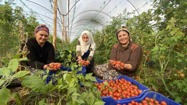 Dünya Emekçi Kadınlar Günü’nü serada domates toplayarak geçiriyorlar