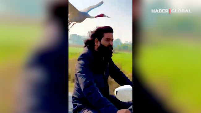 İnanılmaz anlar… Motosikletli adama havadan eşlik eden kuşun görüntüleri sosyal medyada viral oldu