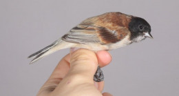 Karabaşlı çulha kuşu Türkiye’nin 498. türü olarak kayıtlara girdi