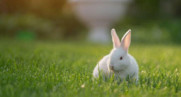 Tavşan İsimleri: En Güzel, Komik Dişi ve Erkek Tavşan Adları