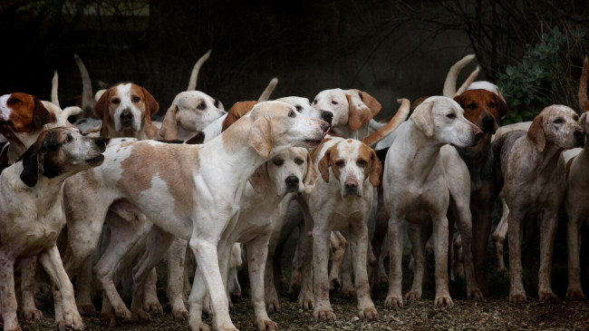 Köpek Cinsleri: Evde Bakabileceğiniz En Güzel Büyük, Küçük, Sevimli Köpek Türleri Nelerdir? Köpek Türleri ve Bakımı