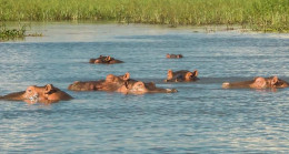 Kolombiya, kanlı baron Pablo Escobar’a ait 70 su aygırını, Meksika ve Hindistan’a gönderecek
