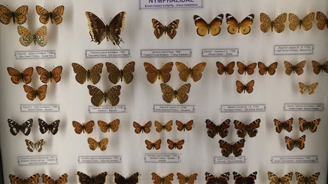Trakya Üniversitesi Doğa Tarihi Müzesi’ne gelenleri “imparator kelebeği” karşılıyor
