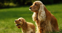 Amerikan Cocker Spaniel Köpek Özellikleri ve Bakımı: Cocker Köpekler Kaç Yıl Yaşar?