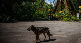 DNA yapıları farklı: Çernobil’in sokak köpeklerinde radyasyonun genetik etkileri inceleniyor