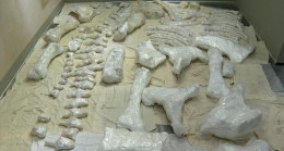 3 bin 500 yıllık Maraş Fili korumaya alındı