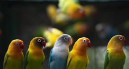 Papağan Fiyatları 2023: Sultan, Cennet, Jako, Kakadu, Pakistan, Forpus, Macaw Papağan Fiyatları