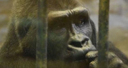 Bua Noi için imza kampanyası 120 bine ulaştı! İşte dünyanın en yalnız gorili