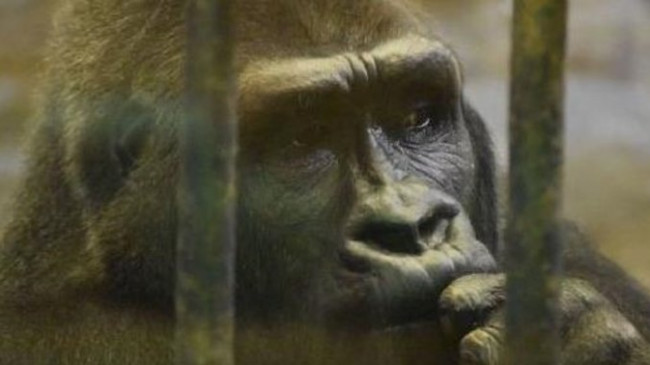 Bua Noi için imza kampanyası 120 bine ulaştı! İşte dünyanın en yalnız gorili