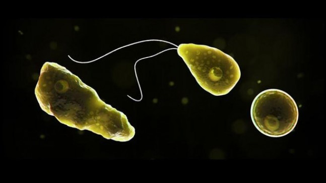 ABD’de beyin yiyen amip paniği! Bir kişi hayatını kaybetti
