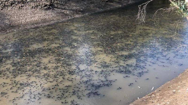Avustralya’da 35 kilometrelik bir nehir hattında milyonlarca balık öldü