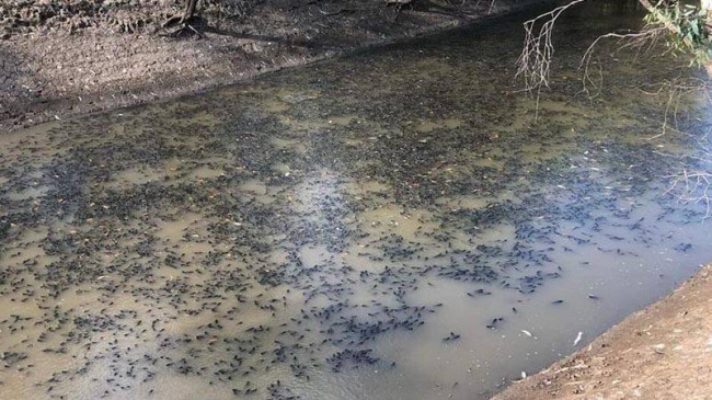 Avustralya’da 35 kilometrelik bir nehir hattında milyonlarca balık öldü