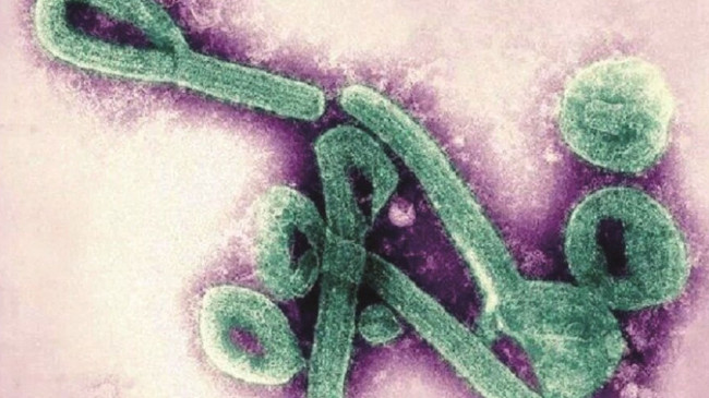 Ekvator Ginesi’nde “Marburg” virüsü tehlikesi: 2 kişi yaşamını yitirdi