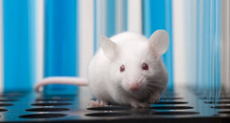 İki erkek fareden yavru üretildi – Son Dakika Teknoloji Haberleri