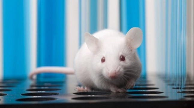 İki erkek fareden yavru üretildi – Son Dakika Teknoloji Haberleri