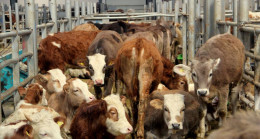 Irak’ta ortaya çıkan SAT-2 serotipi şap hastalığına ilişkin 8 işletmede karantina başlatıldı