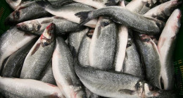 Mart ayında hangi balıklar yenir? İşte aylara göre tüketilmesi önerilen balıklar – Son Dakika Türkiye Haberleri