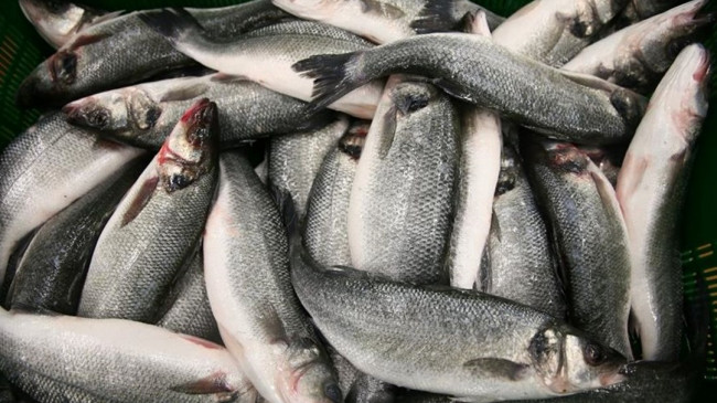 Mart ayında hangi balıklar yenir? İşte aylara göre tüketilmesi önerilen balıklar – Son Dakika Türkiye Haberleri