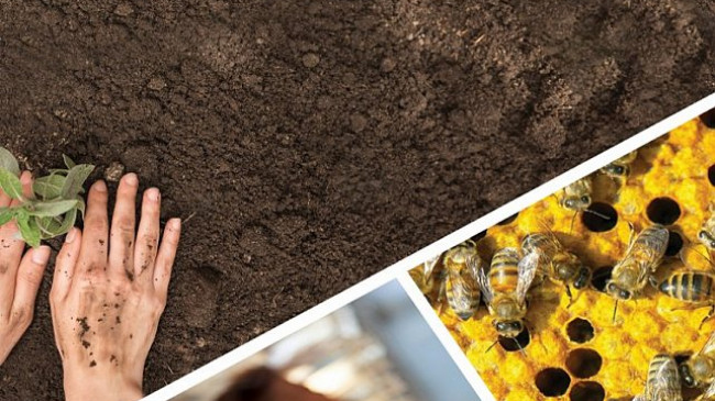 Tarımda ‘Uzman Eller’ Kapsamında 250 bin Liraya Kadar Yüzde 100 Hibe – Ekonomi