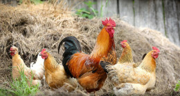 Tavuk Cinsleri ve Özellikleri Nelerdir? Tavuk Çeşitleri ve İsimleri