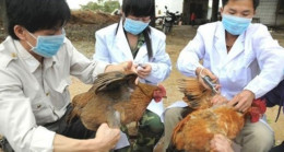 Tayvan’da kuş gribi alarmı: Binlercesi itlaf edilecek