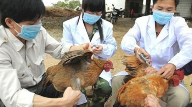 Tayvan’da kuş gribi alarmı: Binlercesi itlaf edilecek