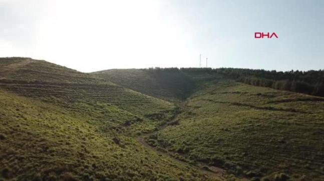 BODRUM’DA YANAN ORMAN ALANLARI, 21 AY SONRA YEŞERDİ