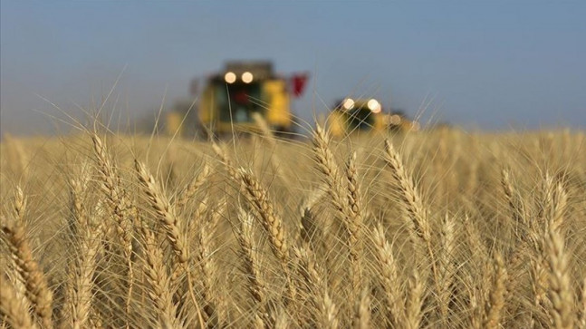 Buğday fiyatları iki yılın en düşüğünde – Son Dakika Ekonomi Haberleri