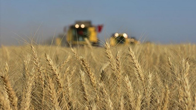 Buğday fiyatları iki yılın en düşüğünde – Son Dakika Ekonomi Haberleri