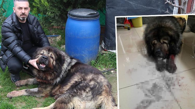 İzmir’de dehşet! Çalmak isteği köpek karşı koyunca pompalı tüfekle vurdu… Sahibi isyan etti: O bizim canımız