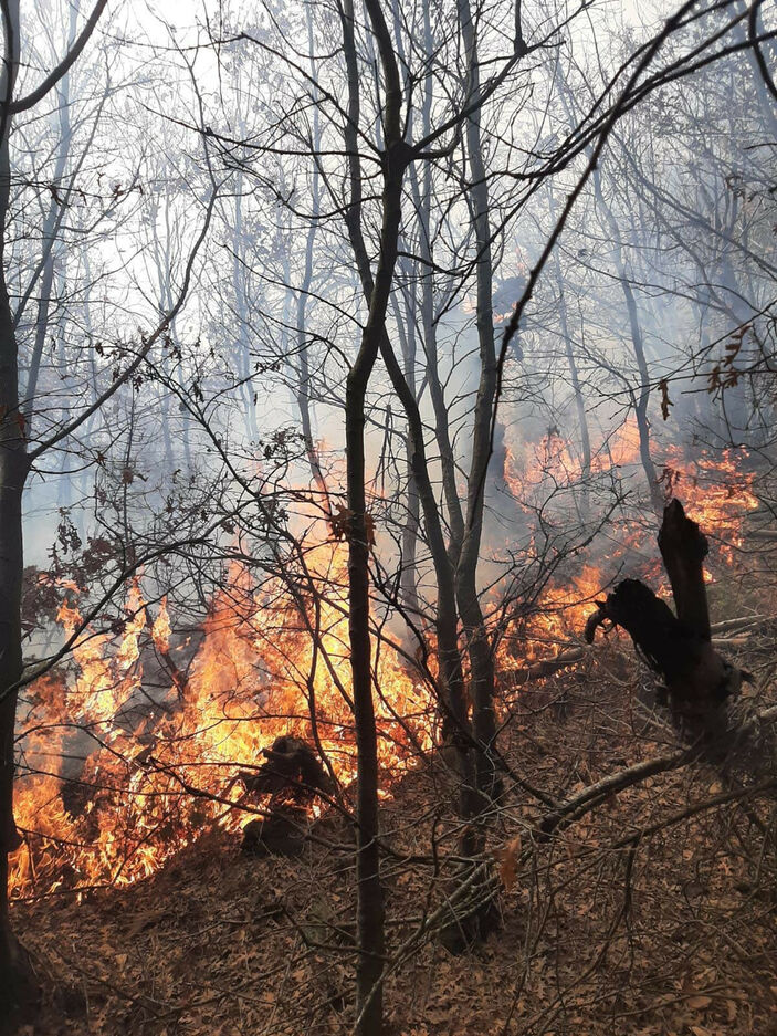 Manisa'da orman yangını; 5 dönüm alan zarar gördü #1