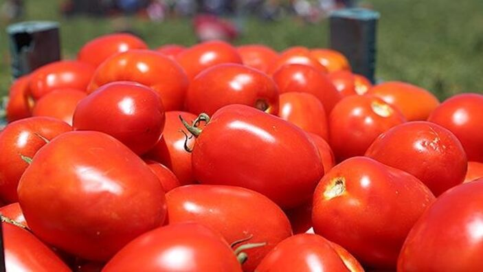 İhracatçılardan domates ihracatına getirilen yasağa tepki