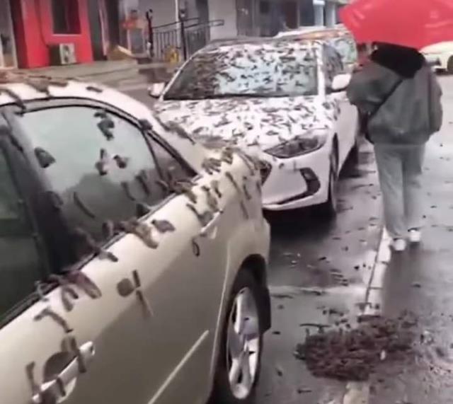 'Solucan yağmuru' videosu hayrete düşürmüştü! Sebebi ortaya çıktı, iki seçenek üzerinde duruluyor