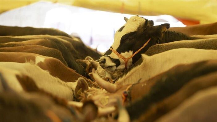 Et ve Süt Kurumu, depremzede yetiştiricilerden 3 bin hayvan satın aldı