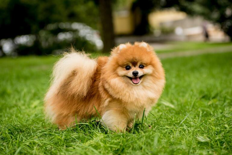 Fino Köpek Cinsleri: Fino Cinsi Köpek Türleri, İsimleri ve Özellikleri Nelerdir